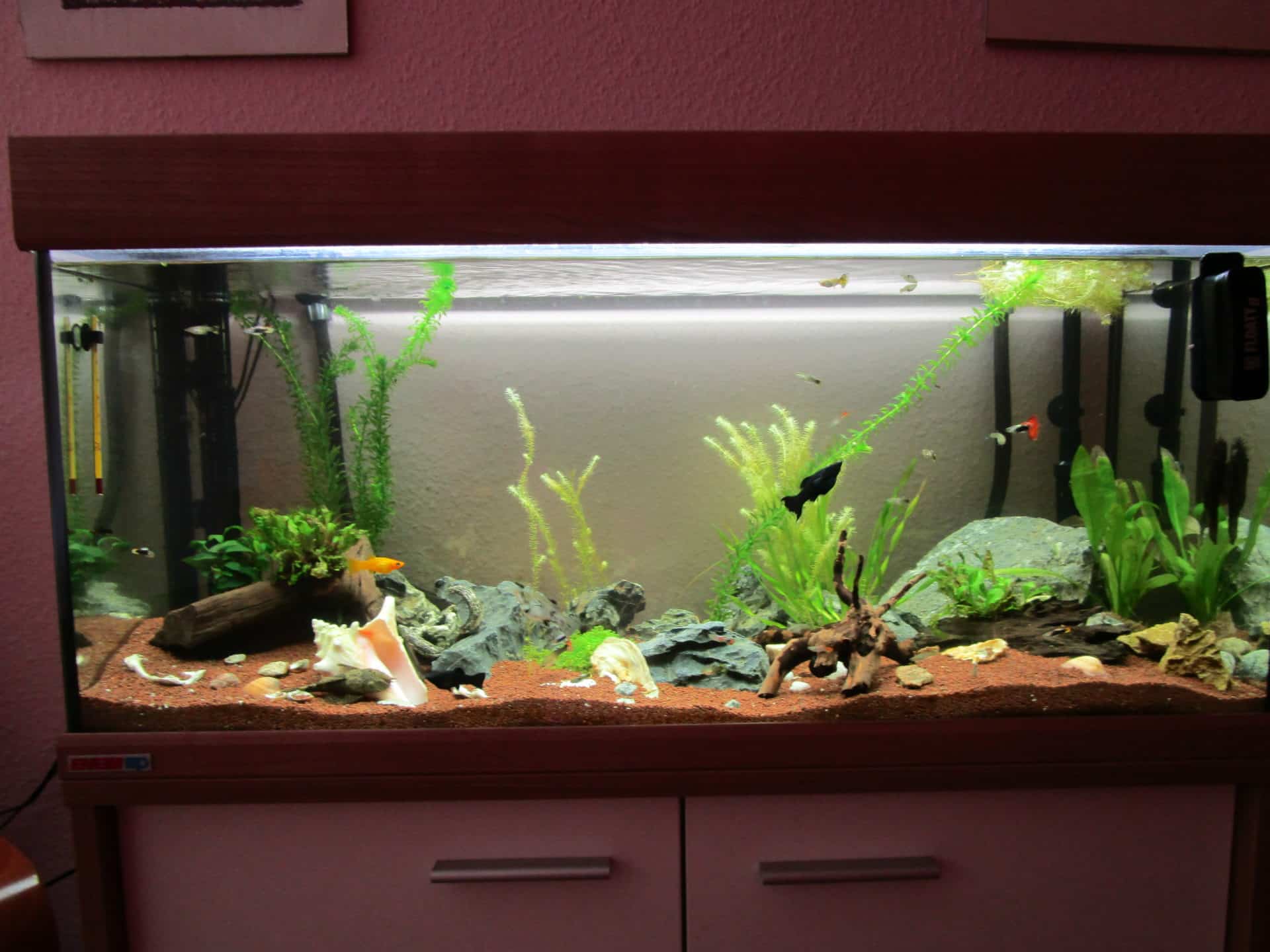 Ein Aquarium für die Gäste unserer Tagespflege