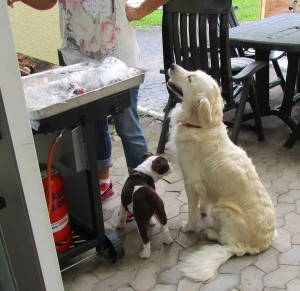 Vierbeiner Grillnachmittag